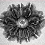 9 Mukhi Rudraksha 26.3mm 4.65gm - Inverse xray