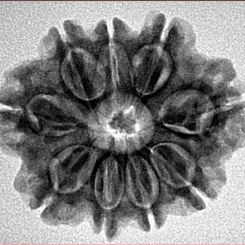 9 Mukhi Rudraksha 26.3mm 4.65gm - Inverse xray