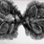 11 MK Gaurishankar 40.6mm 9.22gm - Inverse xray