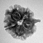 1 Mukhi ( U/D ) Ganesh 19.5mm 2.45gm - Inverse xray