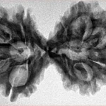 11 MK Gaurishankar 38.9mm 6.37gm - Inverse xray