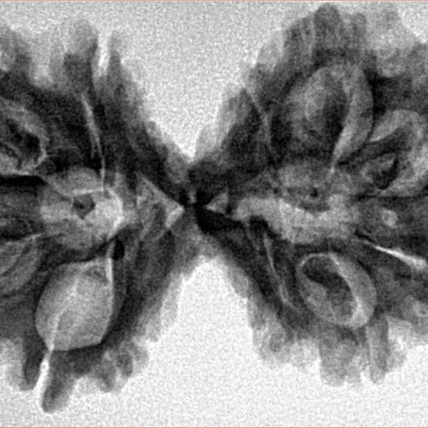 11 MK Gaurishankar 38.9mm 6.37gm - Inverse xray