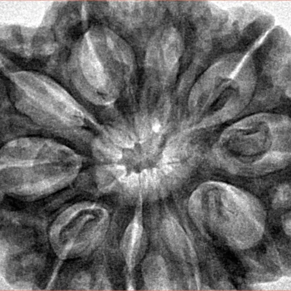 10 Mukhi Ganesh 34.7mm 8.7gm - Inverse xray