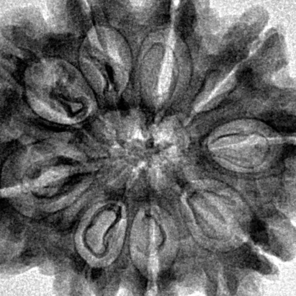 9 Mukhi Rudraksha 29.8mm 5.78gm - Inverse xray