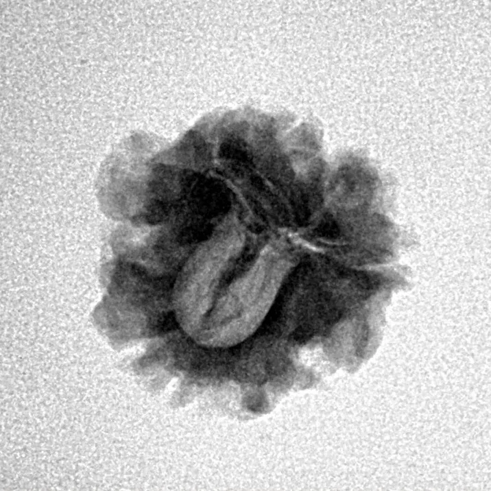 1 Mukhi Rudraksha 19.2mm 1.86gm - Inverse xray