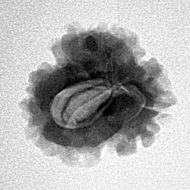1 Mukhi Rudraksha 21mm 2.31gm - Inverse xray
