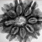 8 Mukhi Rudraksha 29mm 6.68gm - Inverse xray