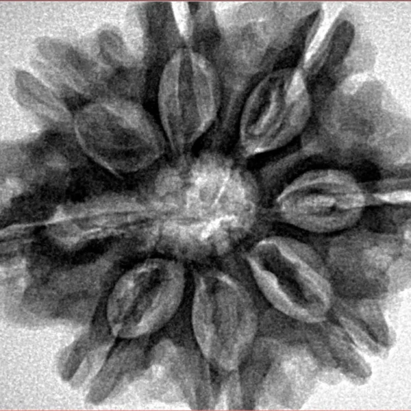 8 Mukhi Rudraksha 29mm 6.68gm - Inverse xray