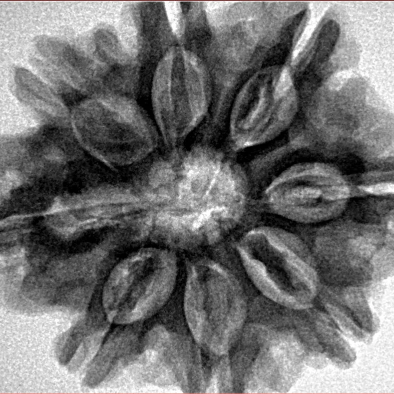 8 Mukhi Rudraksha 29mm 6.68gm - Inverse xray