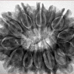 13 Mukhi Rudraksha 32.3mm 6.87gm - Inverse xray