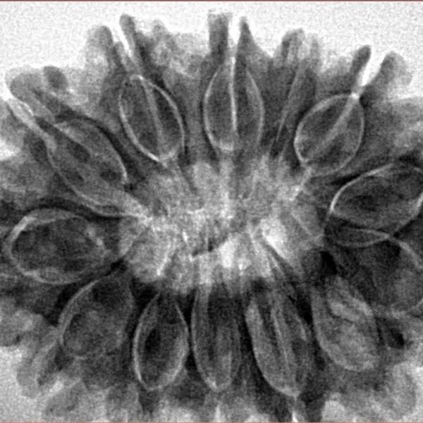 13 Mukhi Rudraksha 32.3mm 6.87gm - Inverse xray
