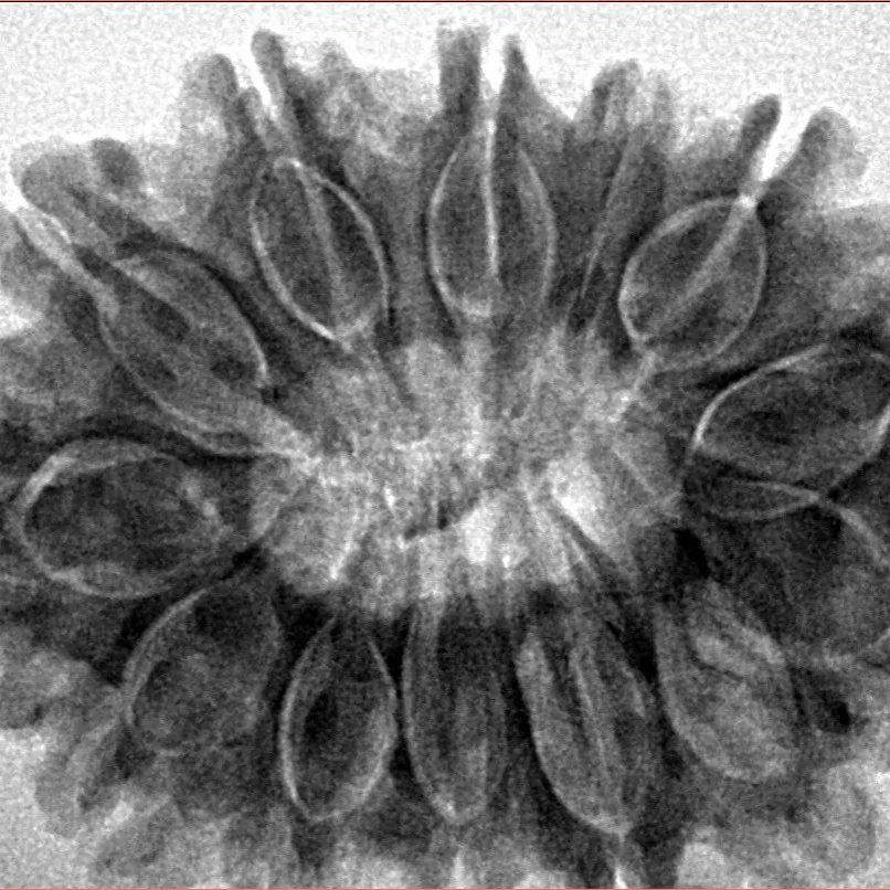 13 Mukhi Rudraksha 32.3mm 6.87gm - Inverse xray