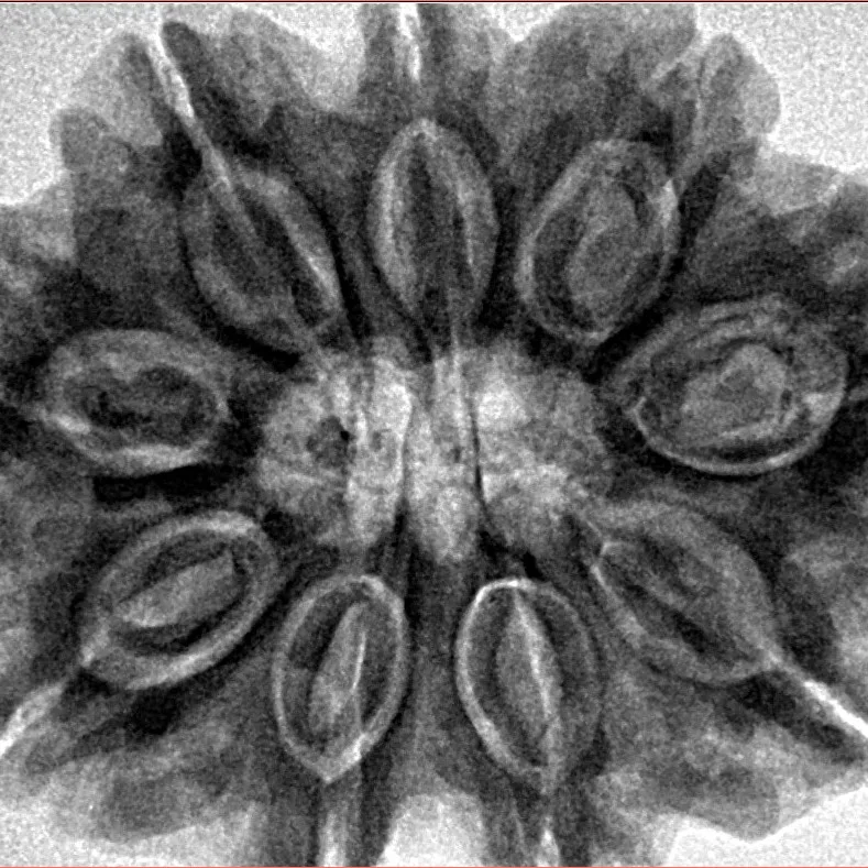 9 Mukhi Rudraksha 31.8mm 8.12gm - Inverse xray