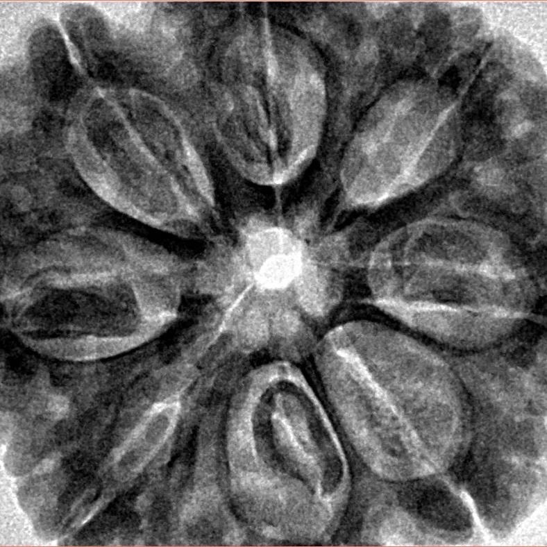 8 Mukhi Rudraksha 32.4mm 8.68gm - Inverse xray