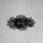 2 Mukhi Trijuti 12.8mm 0.5gm - Inverse xray
