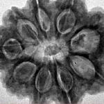 9 Mukhi Rudraksha 28.3mm 6.42gm - Inverse xray