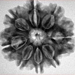 8 Mukhi Rudraksha 25.8mm 4.79gm - Inverse xray