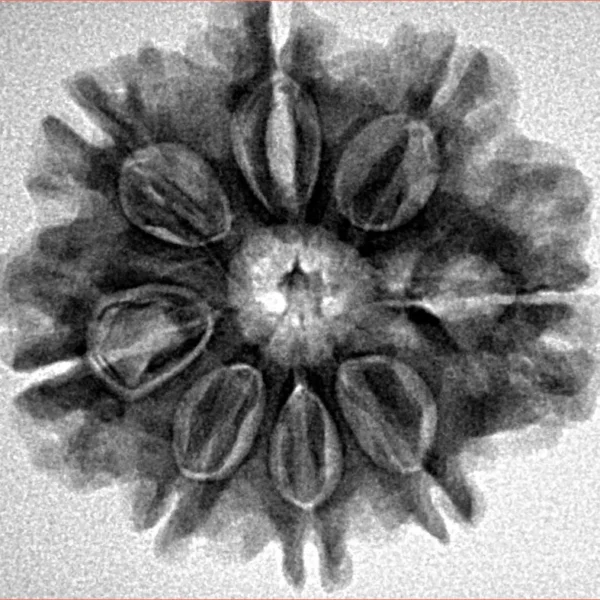 8 Mukhi Rudraksha 25.8mm 4.79gm - Inverse xray