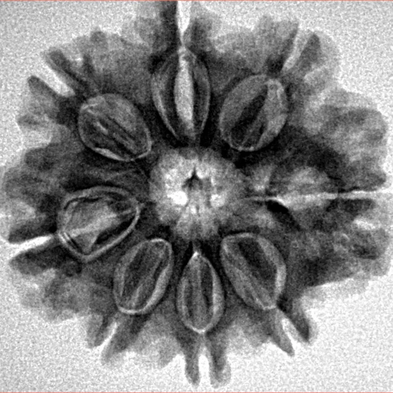 8 Mukhi Rudraksha 25.8mm 4.79gm - Inverse xray