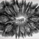12 Mukhi Rudraksha 34.4mm 6.61gm - Inverse xray