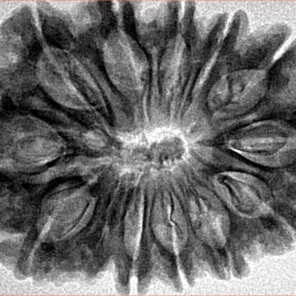 12 Mukhi Rudraksha 34.4mm 6.61gm - Inverse xray