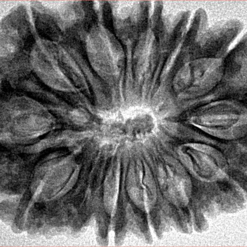 12 Mukhi Rudraksha 34.4mm 6.61gm - Inverse xray