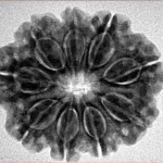 9 Mukhi Rudraksha 27.2mm 5.37gm - Inverse xray