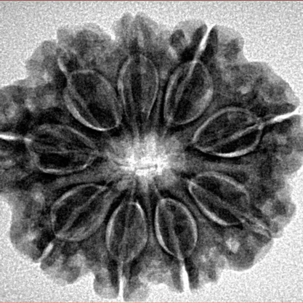 9 Mukhi Rudraksha 27.2mm 5.37gm - Inverse xray