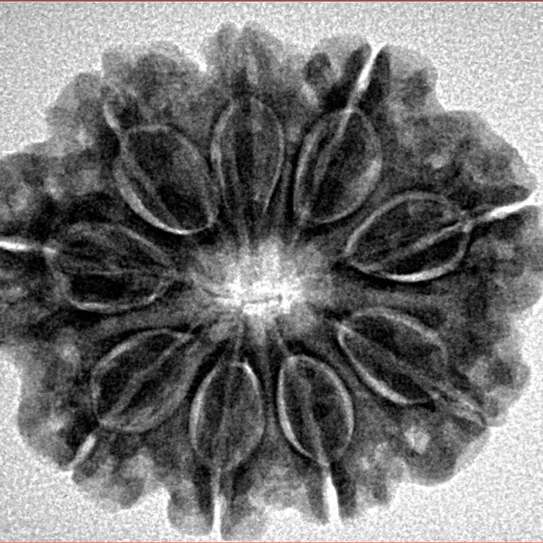 9 Mukhi Rudraksha 27.2mm 5.37gm - Inverse xray