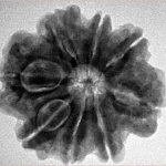 8 Mukhi Rudraksha 25.8mm 5.36gm - Inverse xray