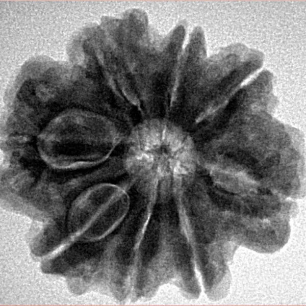 8 Mukhi Rudraksha 25.8mm 5.36gm - Inverse xray