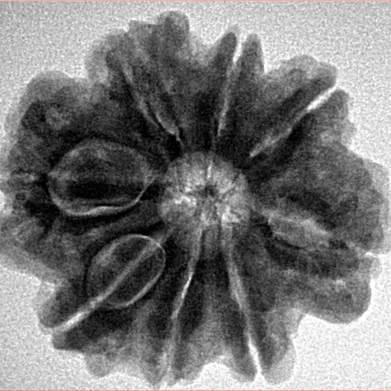 8 Mukhi Rudraksha 25.8mm 5.36gm - Inverse xray