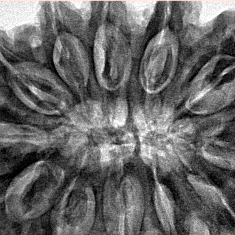 12 Mukhi Rudraksha 39.7mm 10.28gm - Inverse xray