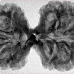 10 Mk Gaurishankar 38.8mm 7.67gm - Inverse xray