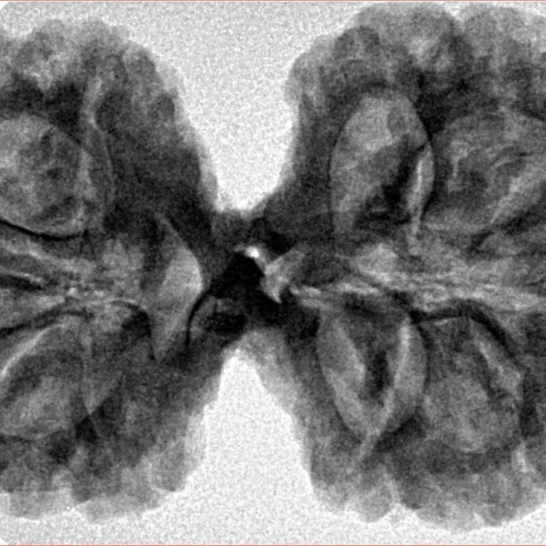 10 Mk Gaurishankar 38.8mm 7.67gm - Inverse xray