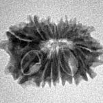 14 Mukhi Rudraksha 20.1mm 1.53gm - Inverse xray