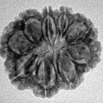9 Mukhi Rudraksha 22.6mm 2.78gm - Inverse xray