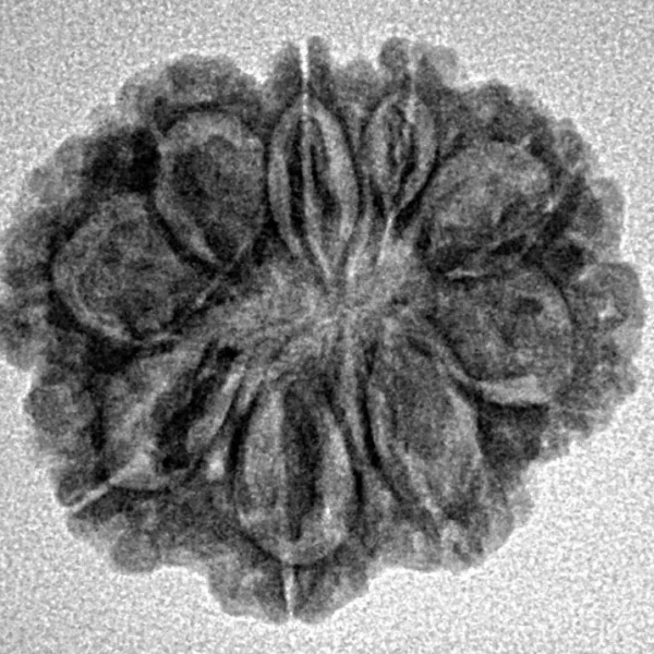 9 Mukhi Rudraksha 22.6mm 2.78gm - Inverse xray