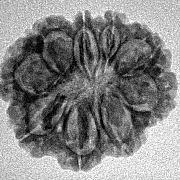 9 Mukhi Rudraksha 22.6mm 2.78gm - Inverse xray