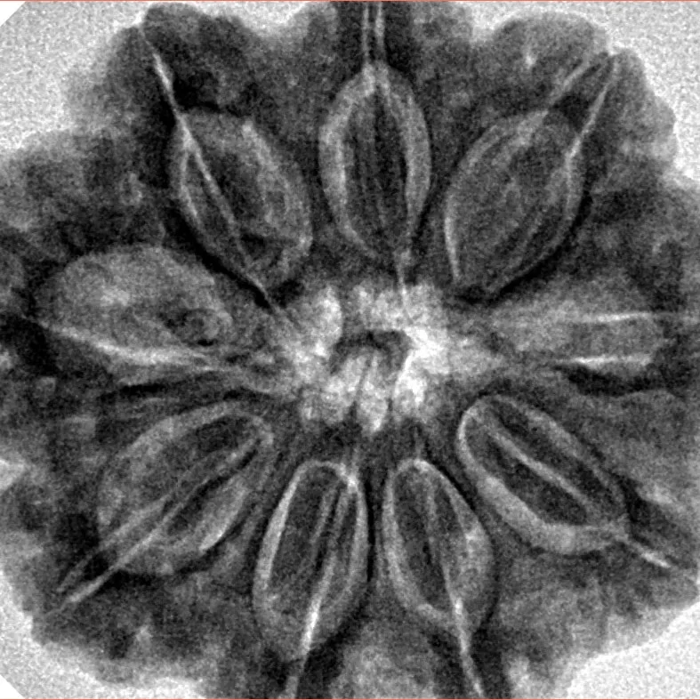 9 Mukhi Rudraksha 30.1mm 7.94gm - Inverse xray