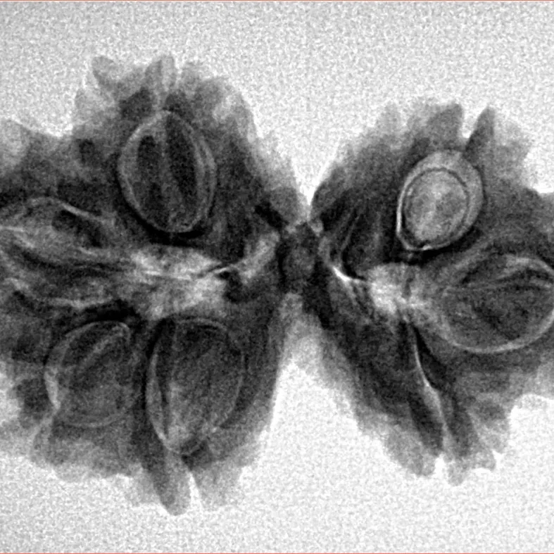 7 MK Gaurishankar 30.7mm 5gm - Inverse xray