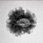 1 Mukhi Rudraksha 21mm 2.19gm - Inverse xray