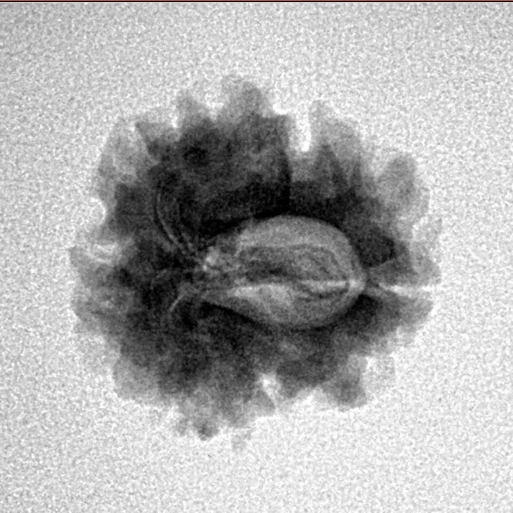 1 Mukhi Rudraksha 21mm 2.19gm - Inverse xray