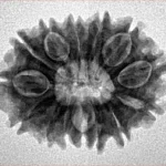 14 Mukhi Rudraksha 23.9mm 3.11gm - Inverse xray
