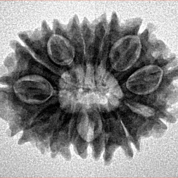 14 Mukhi Rudraksha 23.9mm 3.11gm - Inverse xray
