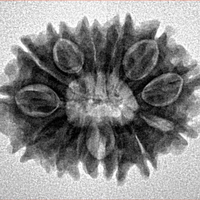 14 Mukhi Rudraksha 23.9mm 3.11gm - Inverse xray