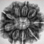 9 Mukhi Rudraksha 27.2mm 5gm - Inverse xray