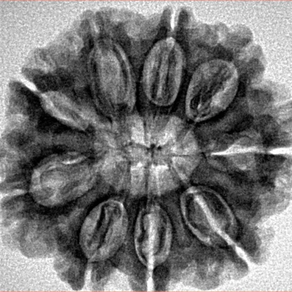 9 Mukhi Rudraksha 27.2mm 5gm - Inverse xray