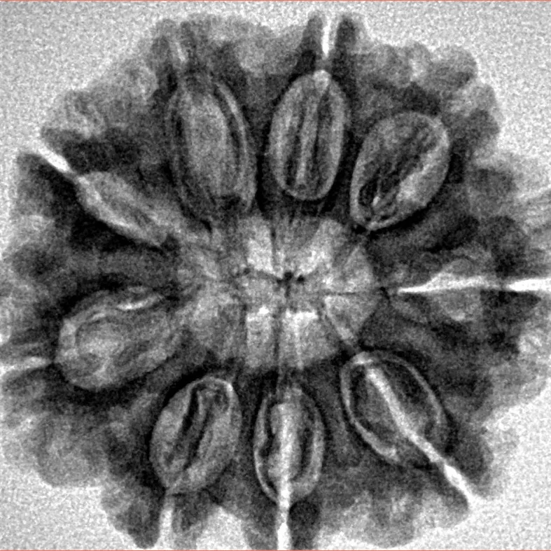 9 Mukhi Rudraksha 27.2mm 5gm - Inverse xray
