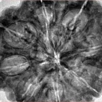 8 Mukhi Rudraksha 34mm 8.72gm - Inverse xray
